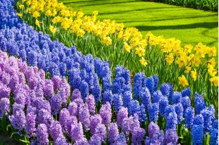 Jonquille, lavendelbloemige hyacint en blauwe hyacint - set van 28 stuks - 