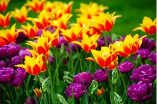 Set de tulipanes de doble flor y lirio - 40 piezas - 
