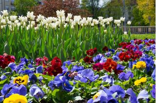 Bílý Tulipán a zahradní maceška odrůda mix - květinové cibulky a semena sada - 