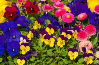 Horned pansy, daisy and garden pansies - set of seeds