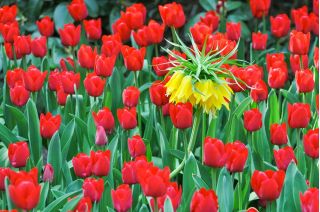 Žltá koruna cisárska a červená sada tulipánov - 18 ks - 