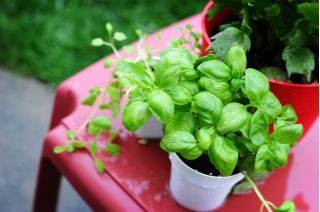 Мини градина - Зелен босилек - за тераси и тераси - Ocimum basilicum  - семена