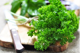 Mini garden - Leaf parsley with frizzled leaves - for balcony and terrace cultures