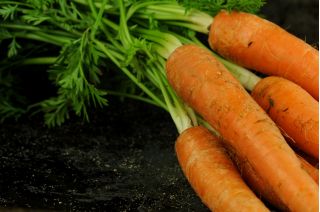 Carrot 'Flakkese 2', Trophy-Zif - tip târziu, foarte productiv -  Daucus carota - semințe