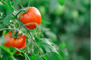 Cüce tarla domates 'Bohun' - büyük meyve üreten son derece erken çeşitlilik -  Lycopersicon esculentum - Bohun - tohumlar