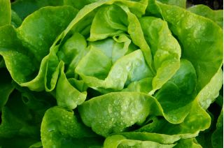 Butterhead lettuce 'Marysieńka' - for cultivation in tunnels and in the field