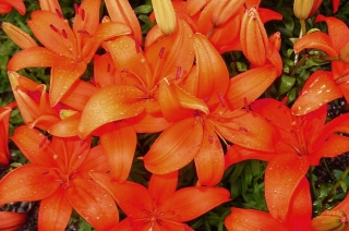Orange Asiatische Lilie - Orange - Großpackung! - 15 Stück