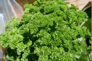 Listová petržel "Mooskrause 2" - živě zelené, mramorované listy - 1200 semen - Petroselinum crispum  - semena