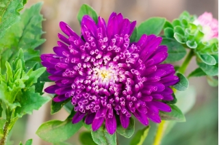 Pom-pom-λουλούδι aster "Bolero" - μωβ - 225 σπόροι - Callistephus chinensis 
