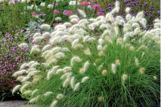 Feathertop Grass seeds - Pennisetum villosum