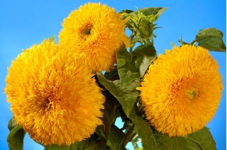 Bunga bunga tinggi hiasan "Sungold Tall" - 80 biji - Helianthus annuus - benih