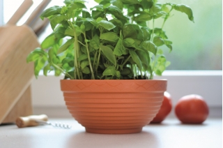 "Misa" ondiepe plantenpot ø 13 cm - terracottakleurig - 