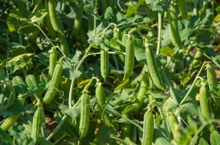 Altı haftalık bezelye - NANO-GRO - hasat hacmini% 30 artırın - 