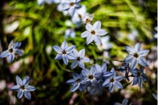 Ipheion - starflower - Uniflorum - pachet XXXL! - 500 buc.; floarea-stelei de primăvară