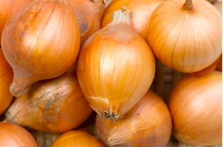 Onion Soplica