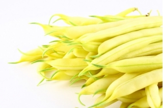 黄色法国四季豆“黄金萨克斯” -纳米-收获量增加了30％