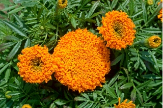 Marigold Mexico Pollux Orange; Marigold Aztec - 