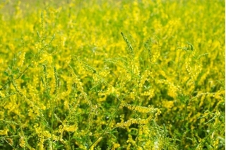 Sarı tatlı yonca - melliferous bitki - 100 gram; sarı melilot, nervürlü melilot, ortak melilot - 