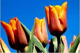 Tulpės Fidelio - pakuotėje yra 5 vnt - Tulipa Fidelio