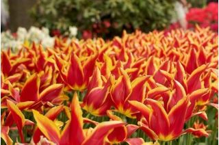 Tulipa Aladdin - Tulip Aladdin - 5 луковици
