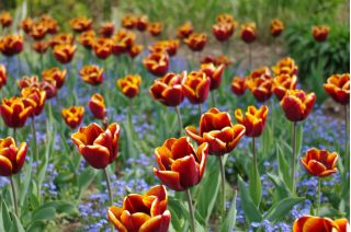 Tulipa Abu Hassan - Tulipán Abu Hassan - 5 květinové cibule
