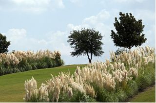 Rumput pampas putih - semai - Cortaderia selloana