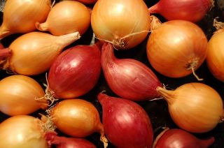 Spring onions Stuttgarter - 0,5 kg