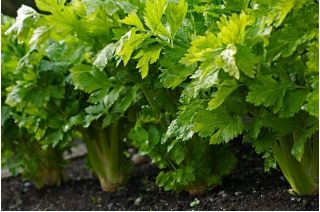 Celer Nugget semena - Apium graveolens - 360 semen