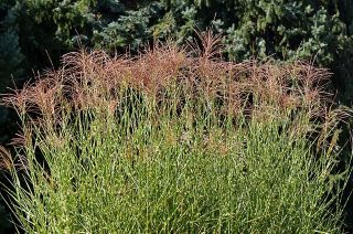 Maiden דשא זרעים - Miscanthus sinensis - 55 זרעים - 