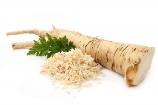 Horseradish - Armoracia rusticana - umbi / umbi / akar