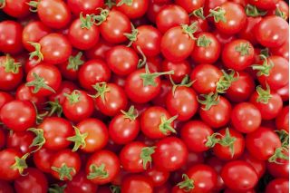 Tomate ‘Mascot’ Cocktailtomate- Lycopersicon esculentum - 200 Samen