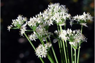 Garlic Chives seeds - Allium tuberosum - 300 seeds