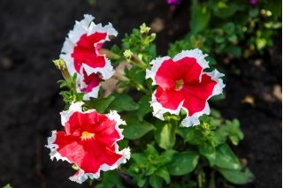 Rose-White Petunia semena - Petunia x hybrida - 80 semen