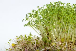 เมล็ด Cress (Sprouts) - 4,500 เมล็ด - 4500 เมล็ด - Lepidium sativum