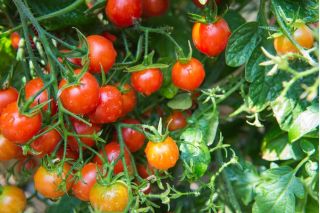 Семена от червени високи чери домати Покуса - Lycopersicon lycopersicum - 480 семена - Lycopersicon esculentum Mill 