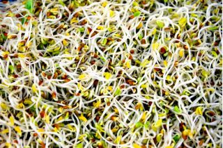 Mild Sprout Mix -  - zaden