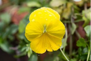 Pensamientos - Goldgelb, Coronation Gelb - amarillo - 400 semillas - Viola x wittrockiana