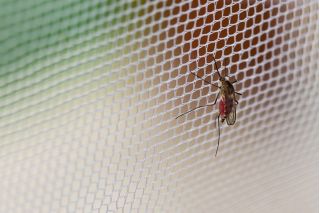 Valkoinen hyttysverkko tarranauhalla 150 x 180 cm - hyönteissuojaverkko - 