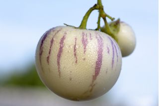Melon Pear, biji Pepino - Solanum muricatum - 11 biji - benih