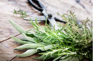 Aromatik Dapur - Campuran herba -  - benih