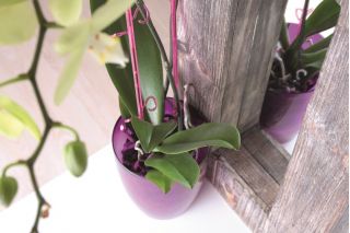 Blomsterpotte af rund orkide - Coubi DUOW - 13 cm - Violet - 