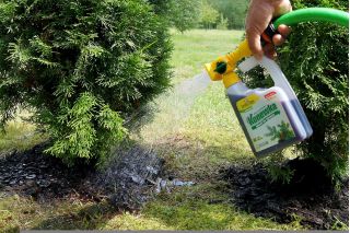 Conifer fertilizer - Igłovit - ready-to-use watering can - Zielony Dom® - 950 ml