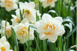 Narcissläktet - Delnashaugh - paket med 5 stycken - Narcissus