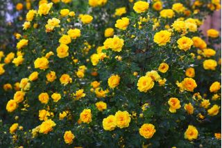クライミングローズ-黄色-鉢植えの苗 - 