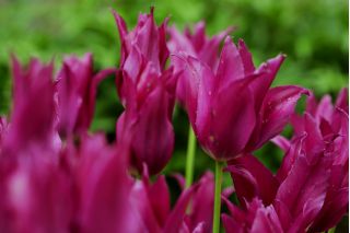 Tulpės Burgundy - pakuotėje yra 5 vnt - Tulipa Burgundy