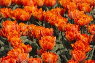 Tulipa Orange Princess - Tulip Orange Princess - 5 lampu