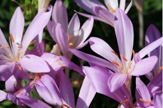 Colchicum - The Giant