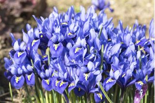 Iris botanická harmonie - 10 květinové cibule - Iris reticulata