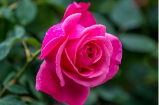 Storblomsteret rose - mørkrosa - potteplante - 
