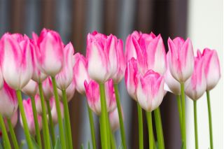 Tulipa 퍼스트 클래스 - 튤립 퍼스트 클래스 - 5 개의 알뿌리 - Tulipa First Class